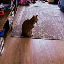 ansems-cat image