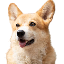 bnb-dog-inu image