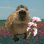 capybara-solana image