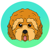 cockapoo image