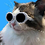 coolcat image