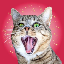 crazy-cat image