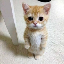 el-gato image