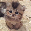 elons-cat image
