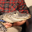 emotional-support-alligator image