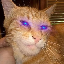 giga-cat-on-base image