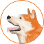 hachi image