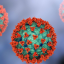 hantavirus image