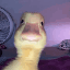 harold-the-duck image
