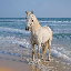 horse-coin image