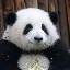 hua-hua image
