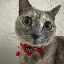 just-elizabeth-cat image