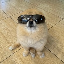 kori-the-pom image