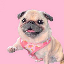 loulou image