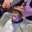 monkeyhaircut image