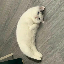 mooncat image