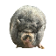 nikepig image