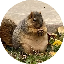 nutznutz image