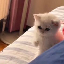 one-punch-cat image