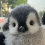 peanie image