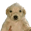 perro-dinero image