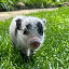 petunia image