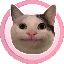 polite-cat image