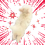 real-fast image