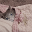 sadcat image