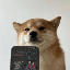 selfiedogcoin image