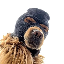 ski-mask-dog image