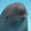 smiling-dolphin image