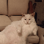sofacat image