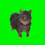 spinning-cat image