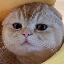 taocat-by-virtuals-masa image