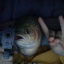 the-big-trout image