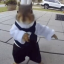 the-dancing-squirrel image