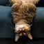 upsidedowncat image