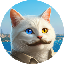 vankedisi image