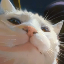 vibing-cat image