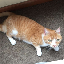 waffles-davincij15s-cat image