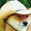 what-in-tarnation image